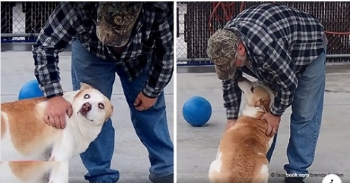 Der verlorene Hund ist wieder glücklich, nachdem der Besitzer ihn endlich gefunden hat